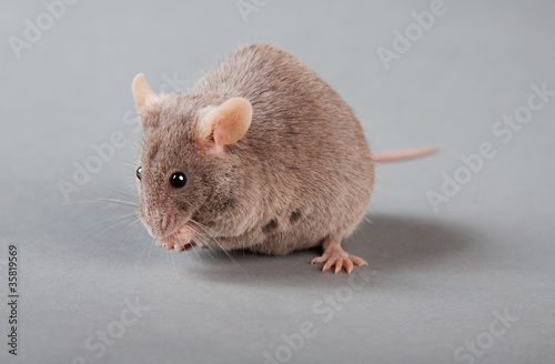 laboratory mouse
