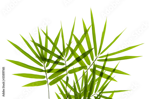 Fototapeta Naklejka Na Ścianę i Meble -  Bamboo leaves