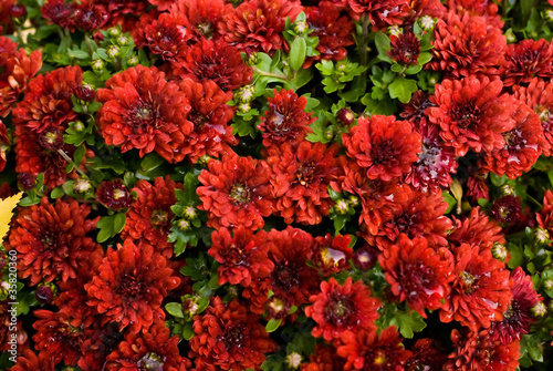 Fototapeta Naklejka Na Ścianę i Meble -  wet red chrysanthemums