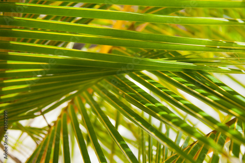 Palm branches background
