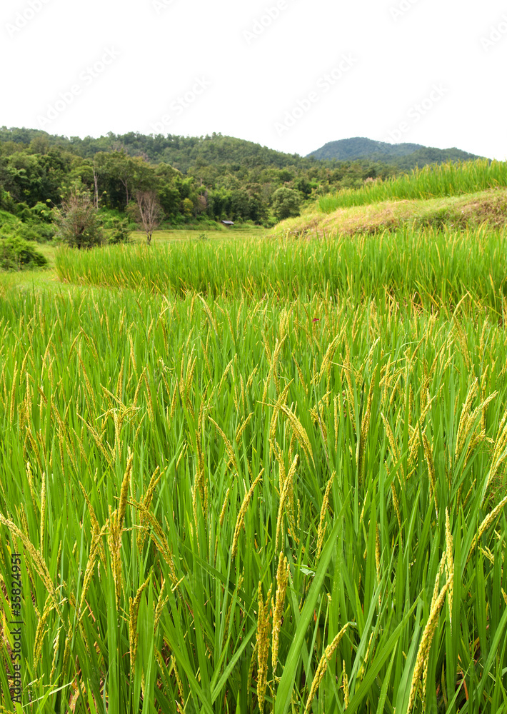 Obraz premium Rice farm on mountain, Northern, Thailand.