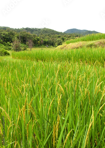 Rice farm on mountain, Northern, Thailand.