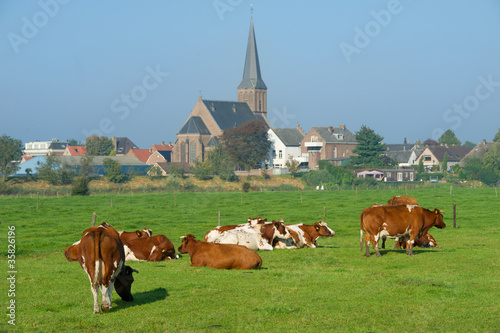 Brown white cows in Dutch meadows photo