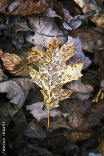 Fallen Leaf