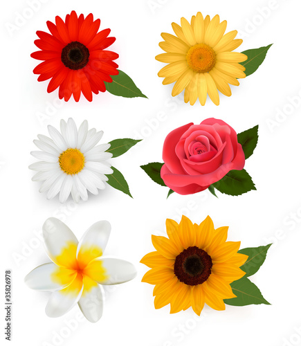 Big collection of beautiful colorful flowers. Vector