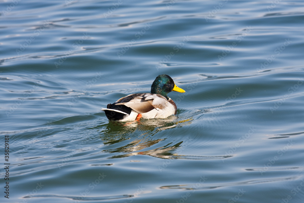 A wild duck A wild duck