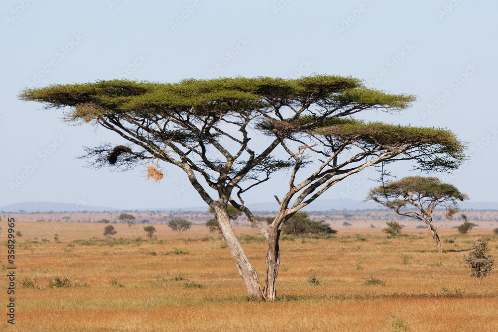 Obraz premium Serengeti acacia