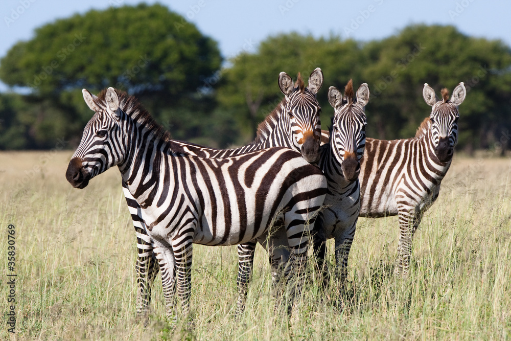 Naklejka premium zebra herd