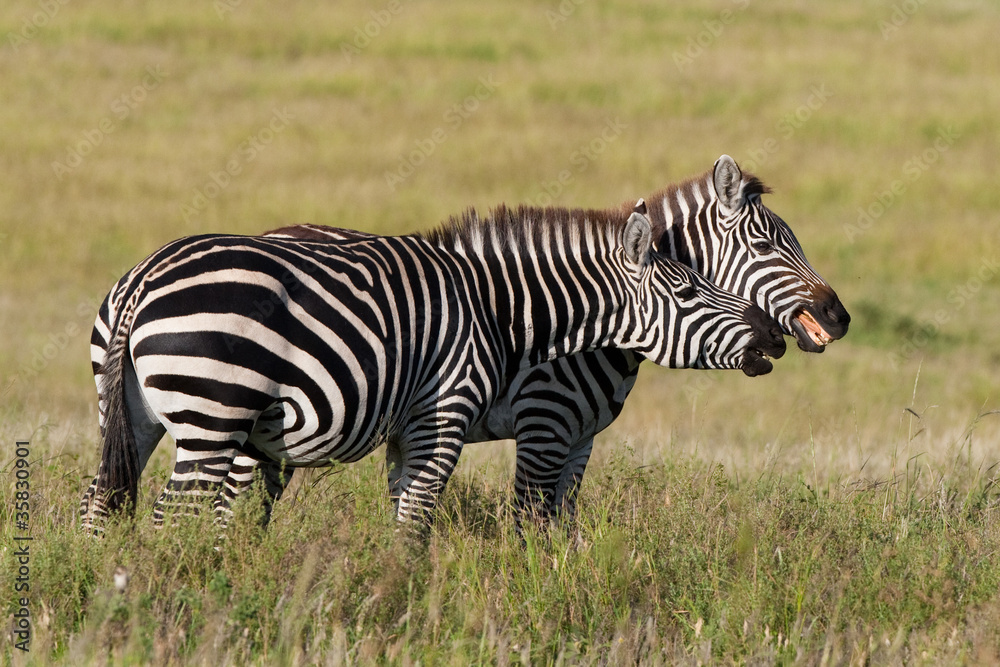 Playing zebras