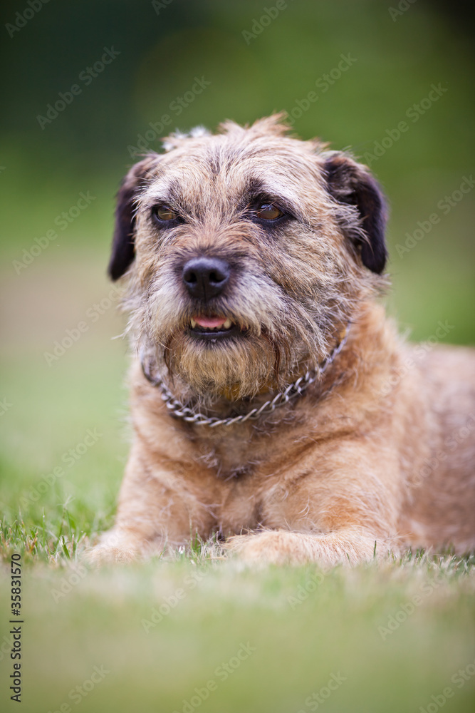 Border Terrier Border Terrier