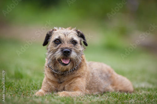 Fototapeta Naklejka Na Ścianę i Meble -  Border Terrier