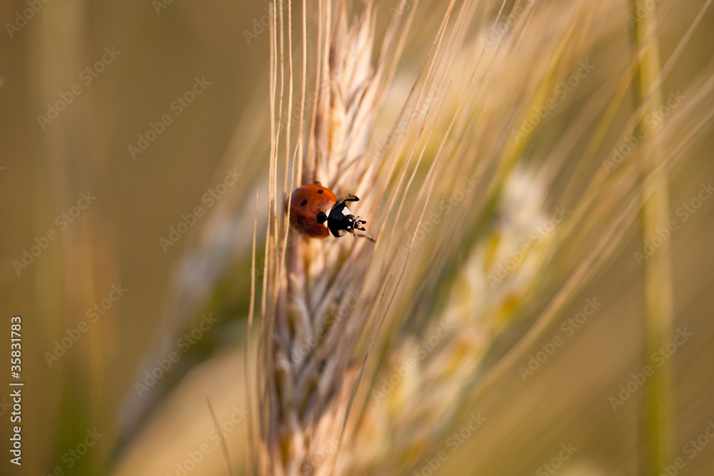 Ears of ripe barley growing in a farm field Ears of ripe barley growing in a farm field