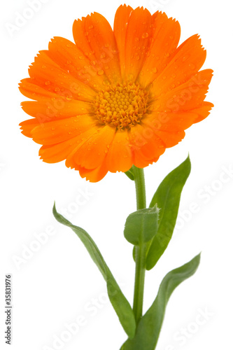 Flower of calendula