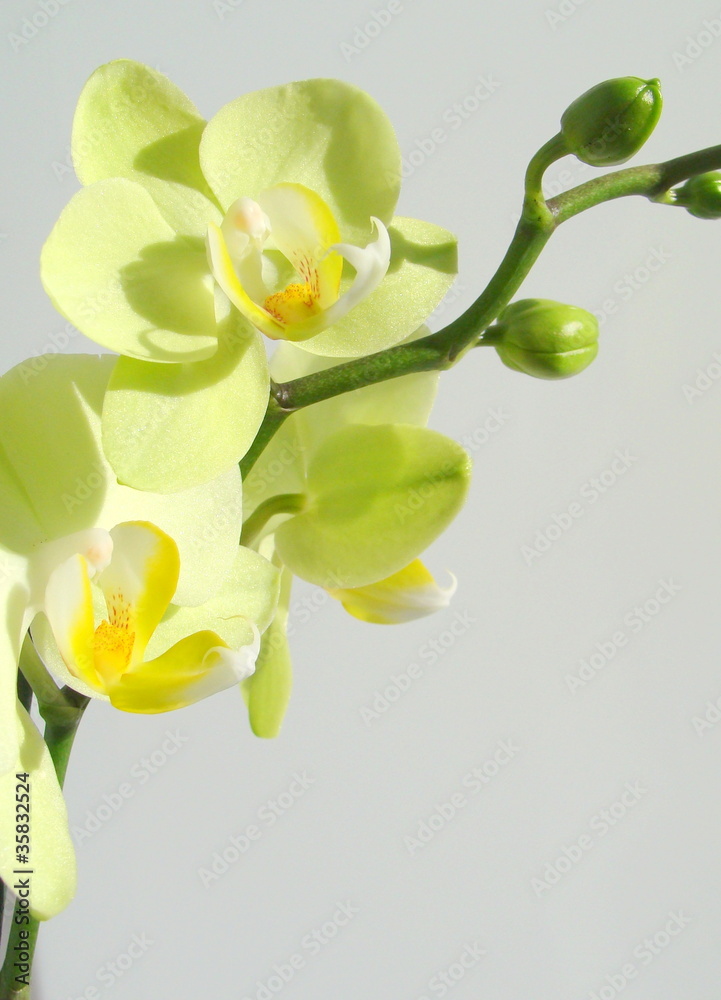 Obraz premium gelb grün Blüte Orchidee vor grauer heller wand Phalaenopsis 