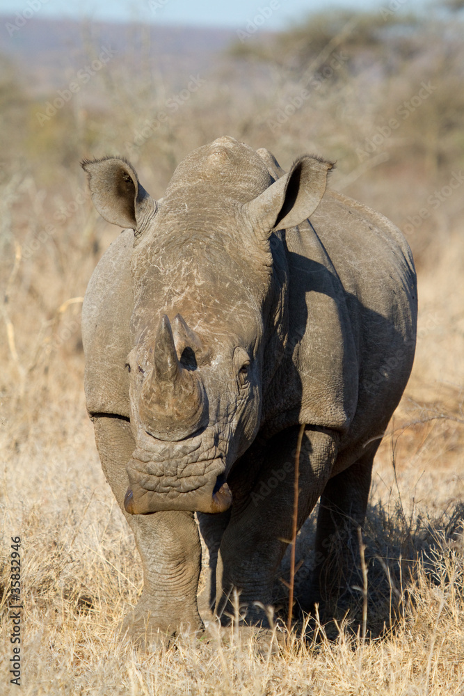 Fototapeta premium White rhinoceros