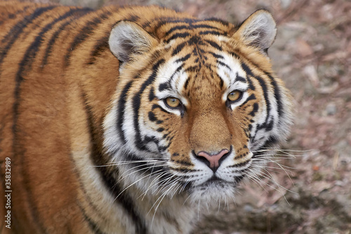 Tiger  Panthera tigris 