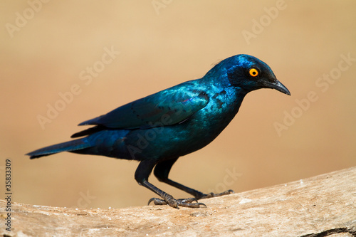 glossy starling © Villiers