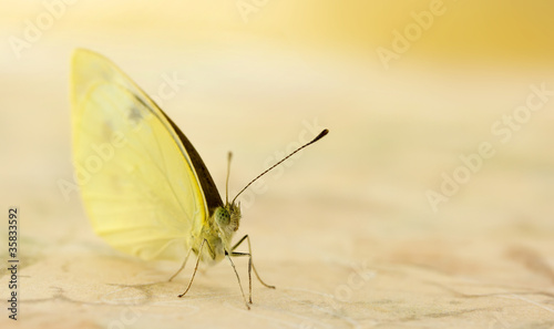 Photography Small white butterfly
