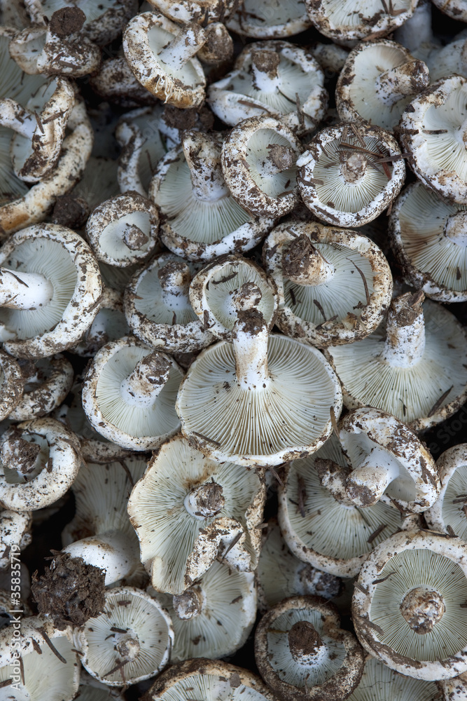 Tas de champignons Tas de champignons