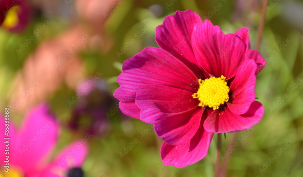 Obraz premium cosmos