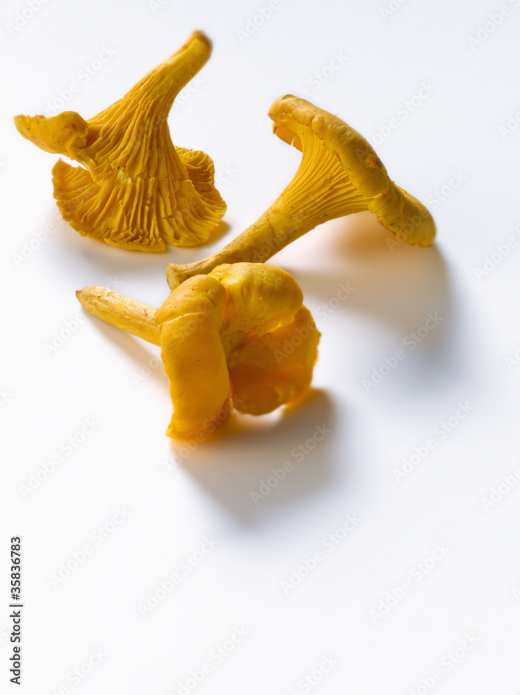 Fototapeta premium Girolles