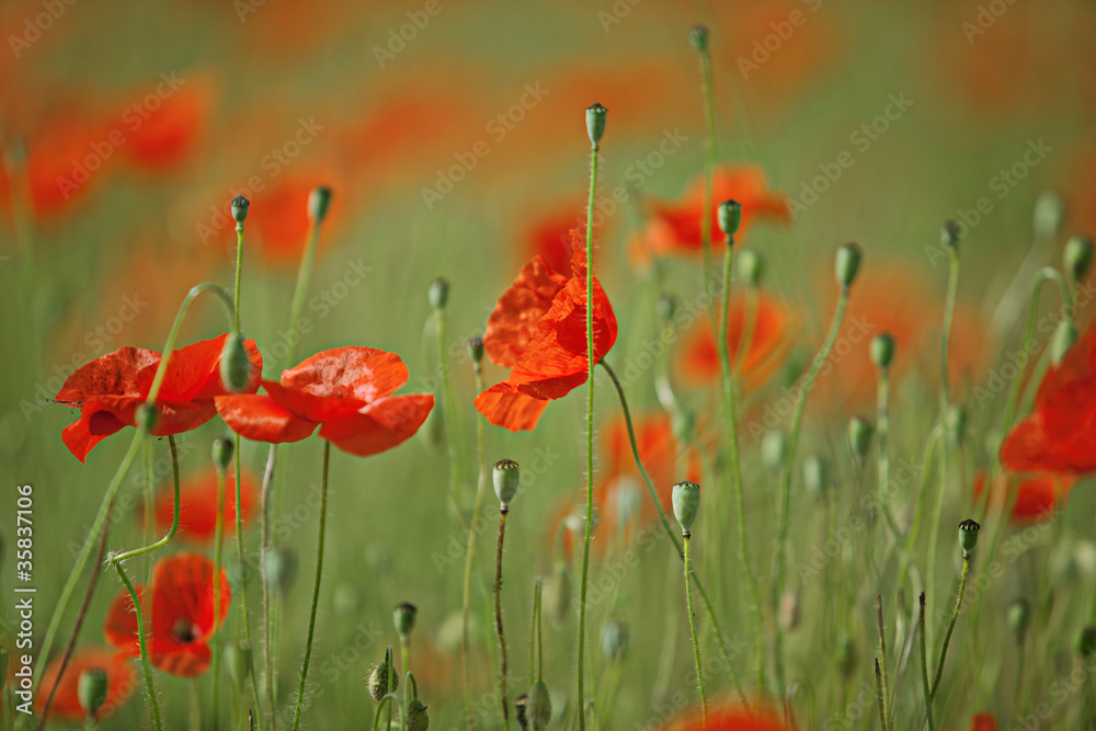 Obraz premium Klatschmohn