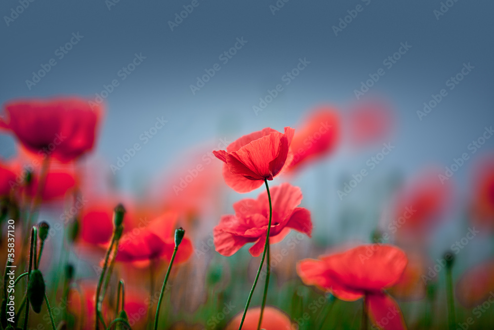 Obraz premium Klatschmohn