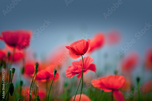 Klatschmohn