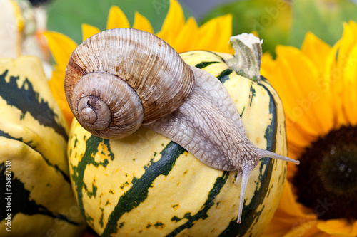 Weinbergschnecke photo