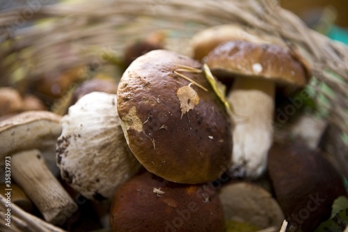 Cep Mushroom