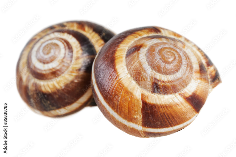 Bourgogne snails with garlic butter Bourgogne snails with garlic butter