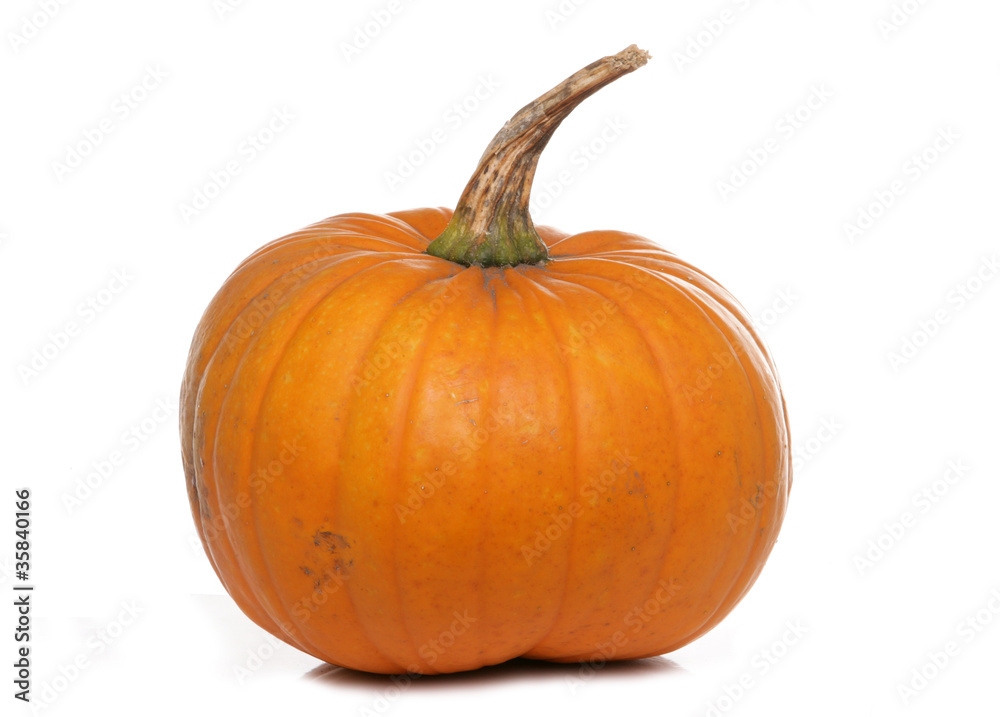 Obraz premium Pumpkin