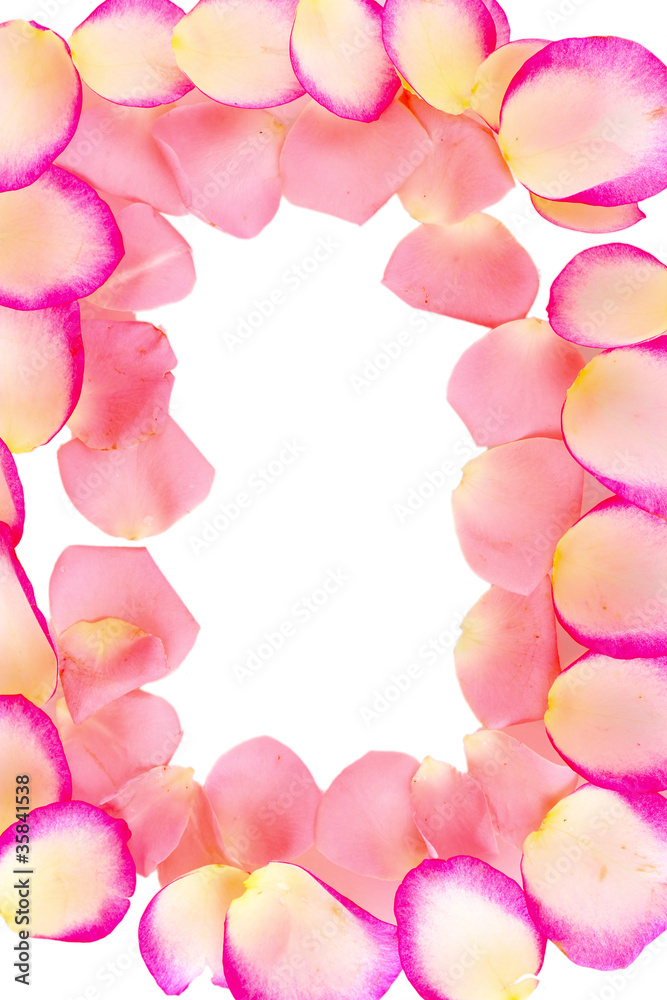 Fototapeta premium Pink rose petals isolated on white