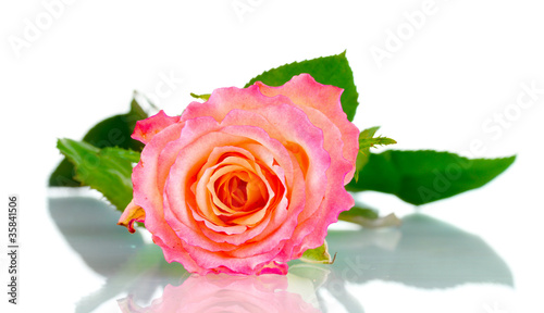 Beautiful pink rose isolated on white