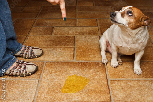 Old dog being scolded beside it's urine on the floor