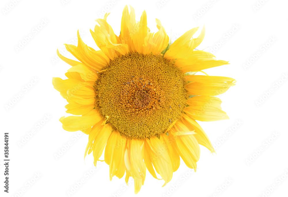 Obraz premium Sunflower closeup isolation on white