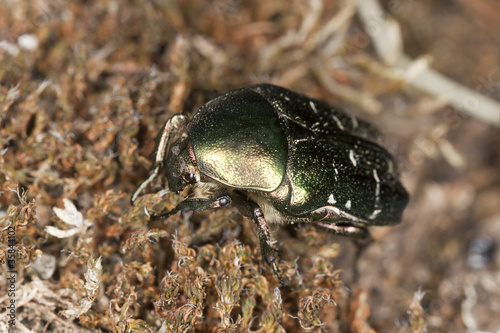 Rose chafer  Potosia cuprea  sitting on moss