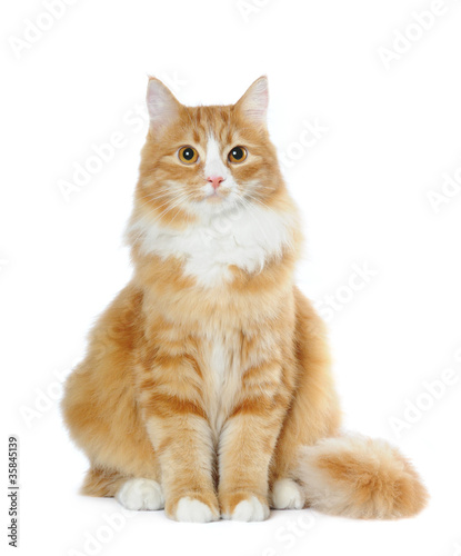 Lovely cat sits isolated on white