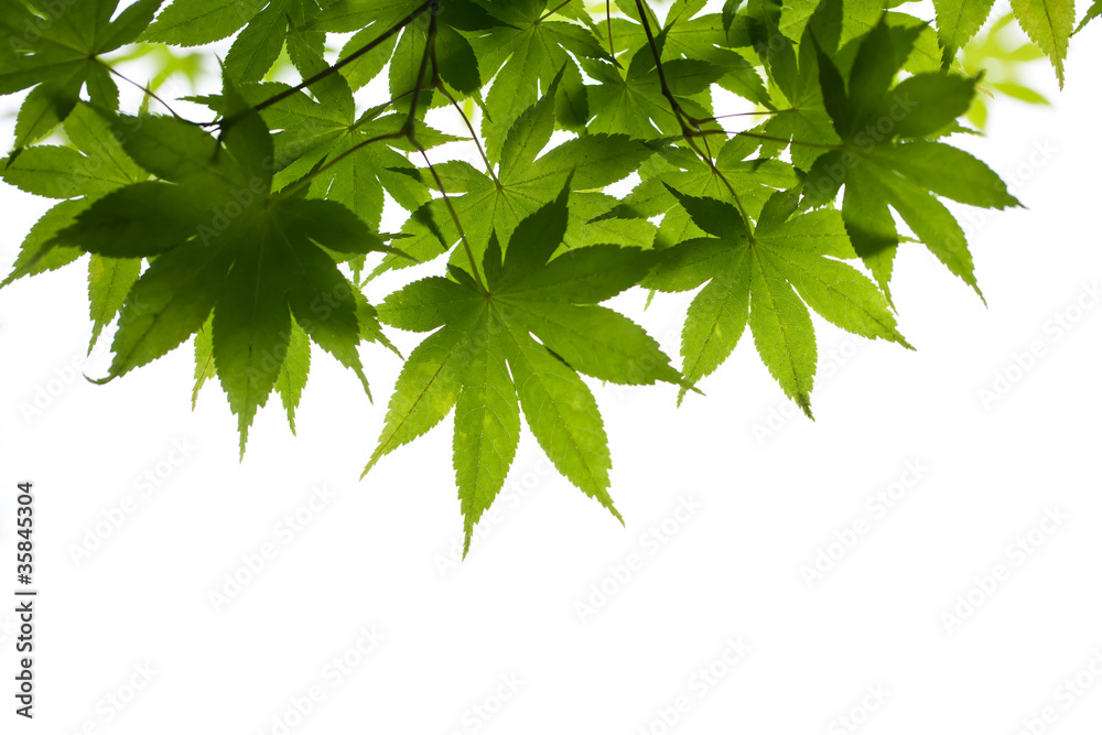 green leaves green leaves