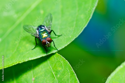 fly in green nature © sweetcrisis