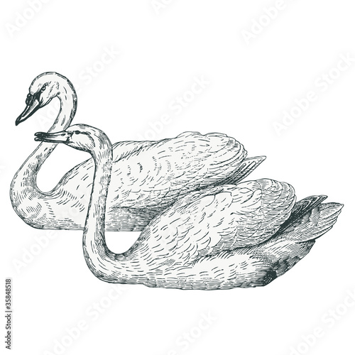 Les Cygnes