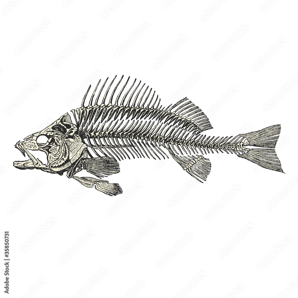 Fototapeta premium Squelette de Poisson