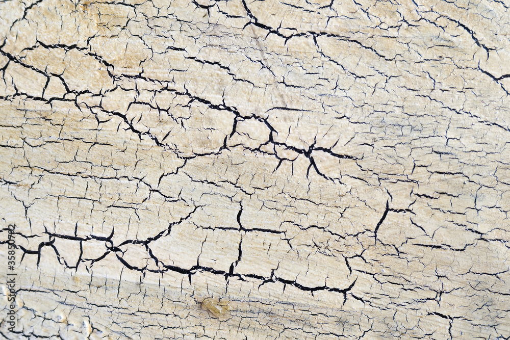 Fototapeta premium white varnish on wooden surface has cracked