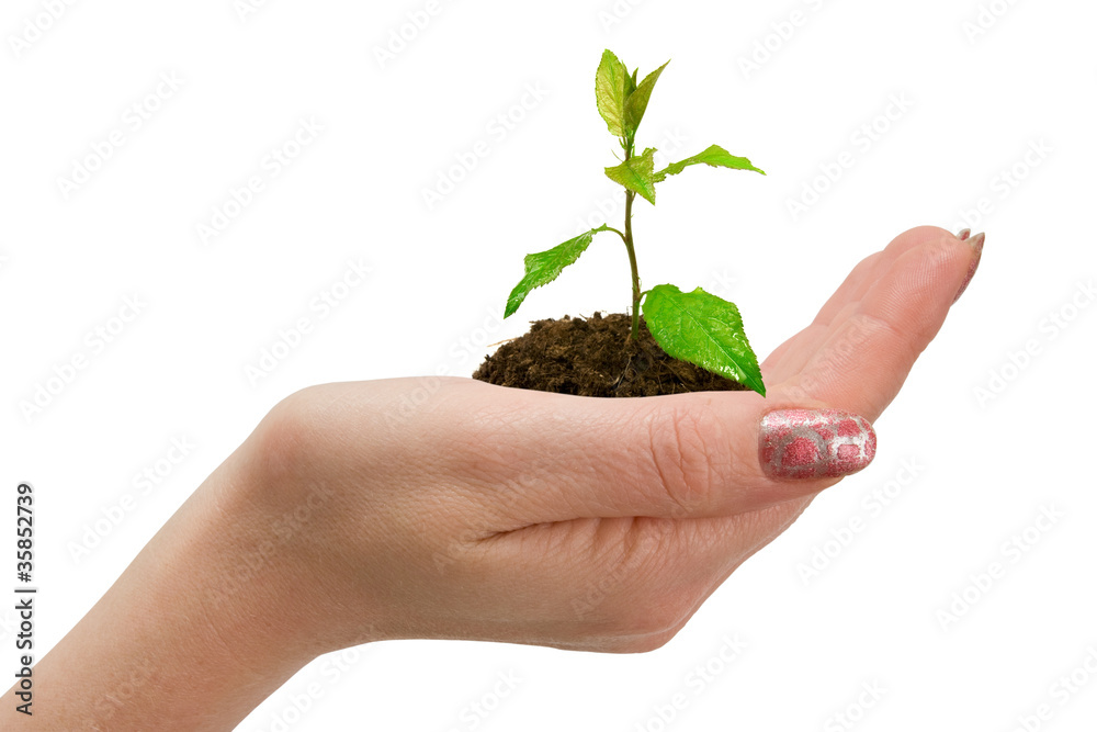 green plant in woman hand