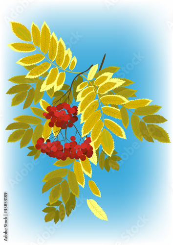 rowan branch