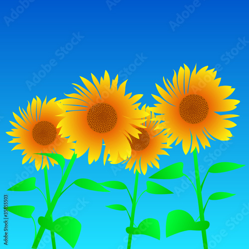 sonnenblumen