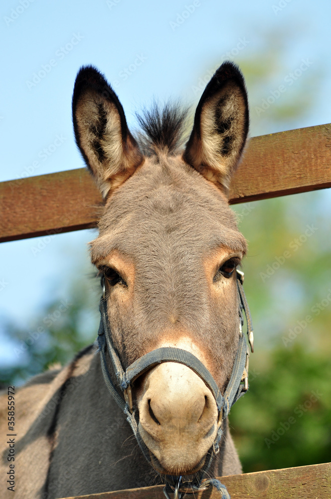 Fototapeta premium asino in primo piano