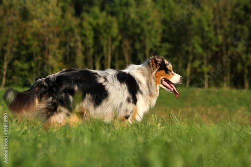 Australian Shepherd