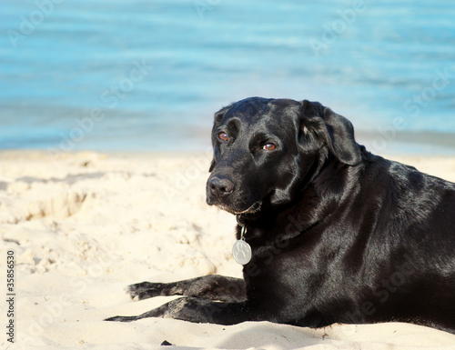 labrador dog on the beach