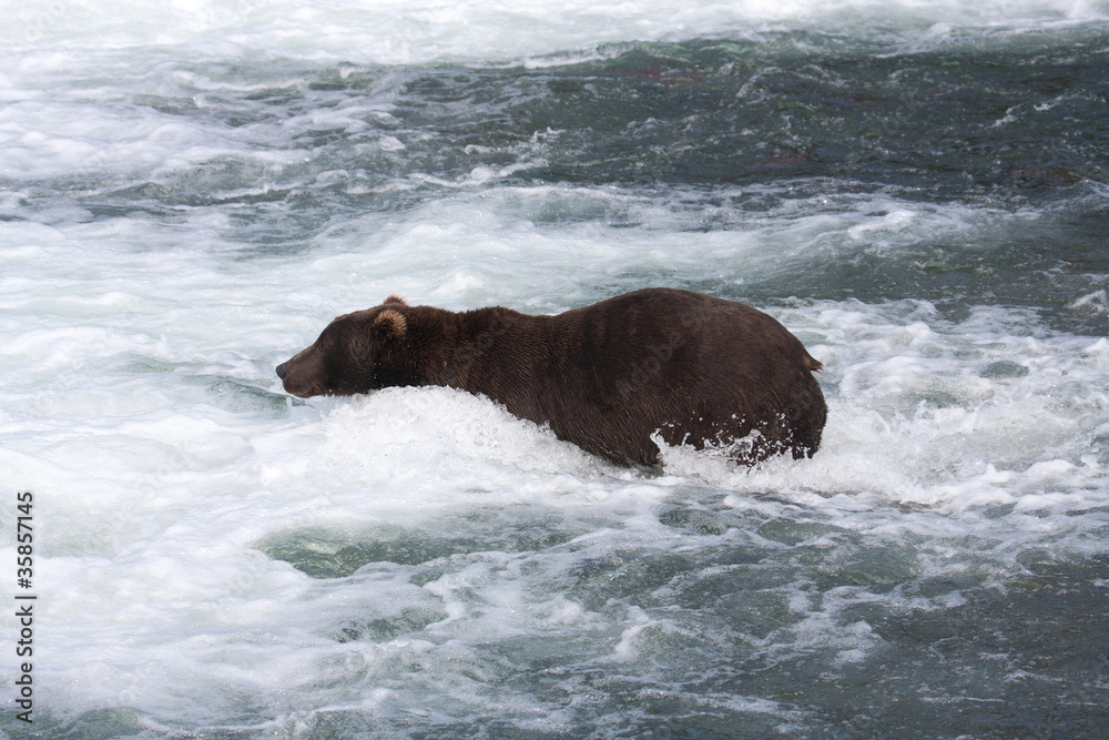 Fototapeta premium Brown Bear